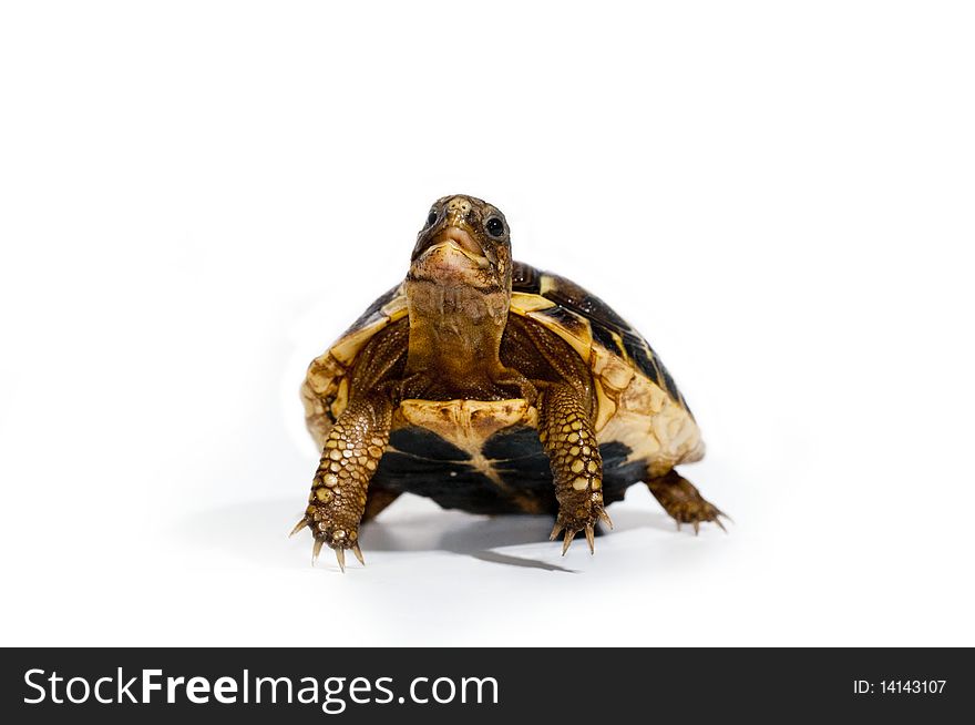 Young turtle on white background