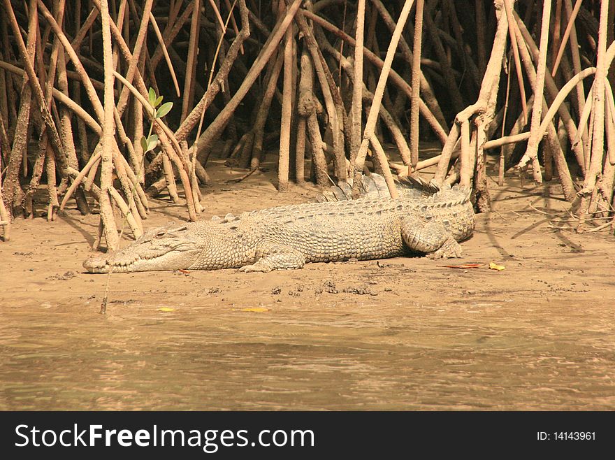 Crocodile on the side of a river, in a mangrove's landscape