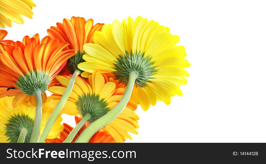 Beautiful background with yellow orange and red gerberas. Beautiful background with yellow orange and red gerberas