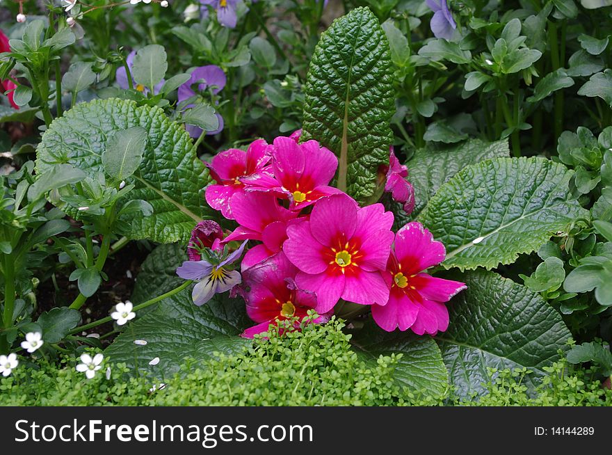 Flowers in a city garden