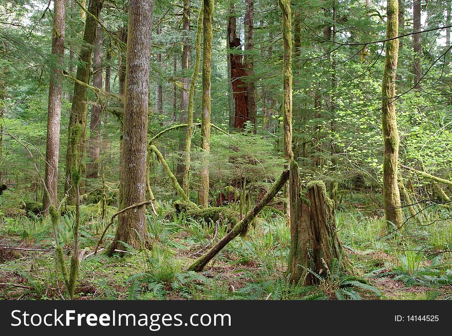 Beautiful Forest Of Pacific Northwest