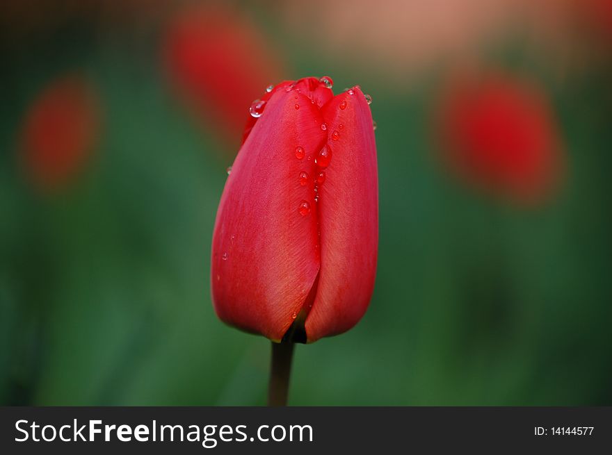 Shot of one flower - tulip . With other tulips in the background