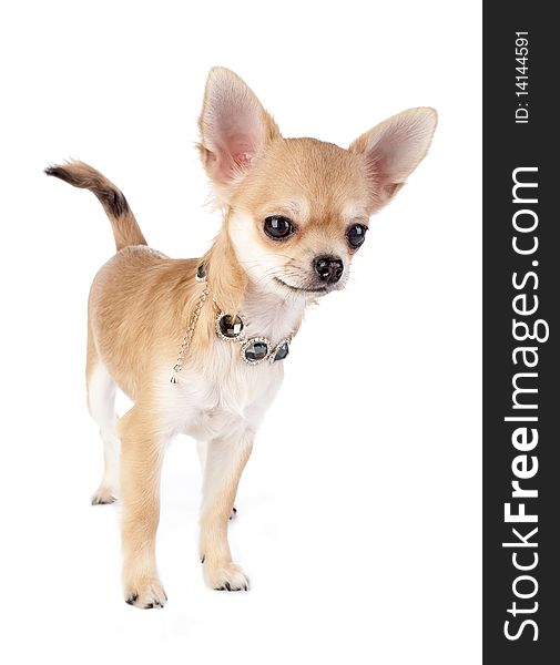 Nice Chihuahua Puppy With Necklace Portrait