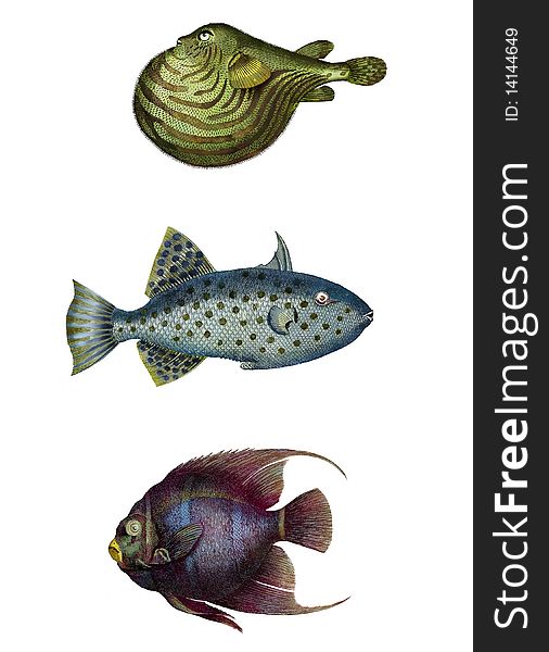 Hand-Colored Fish Etchings