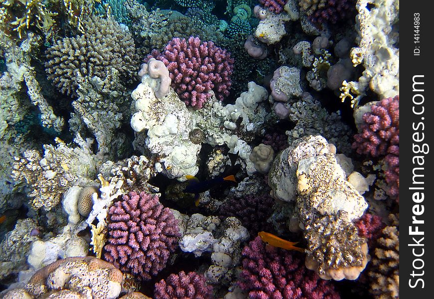 Coral reef and fish at the Red sea