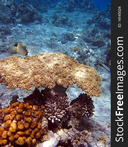 Coral reef and fish at the Red sea, Africa