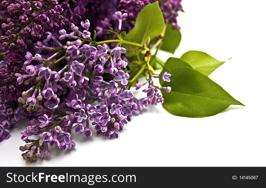 Fragrant sprig of lilac on a white background