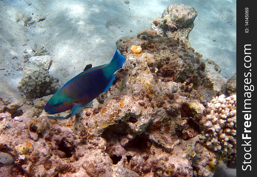 Coral reef and fish at the Red sea