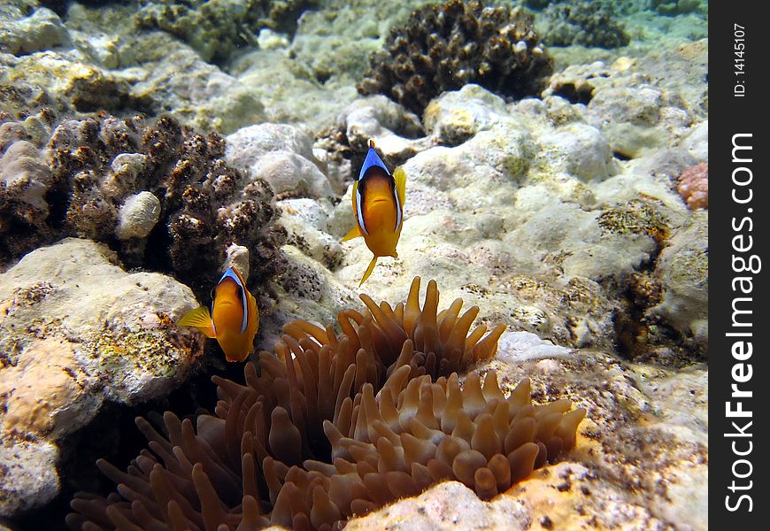 Yellow coral reef and fish at the Red sea