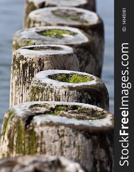 Moss on wooden Breakwater in sea