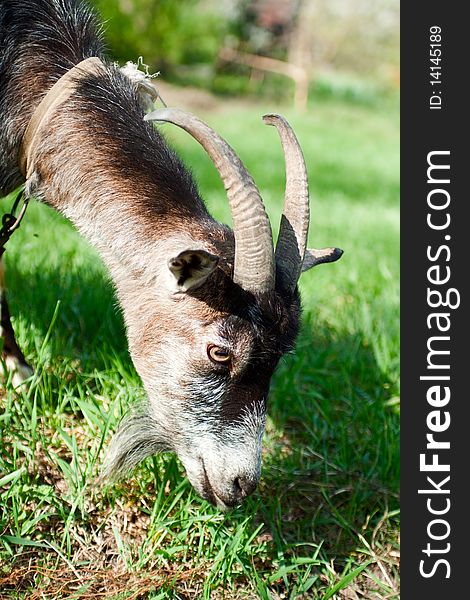 Gray goat grazing in the meadow. Gray goat grazing in the meadow