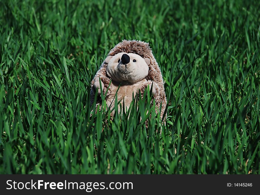 Children's toy in a young grass