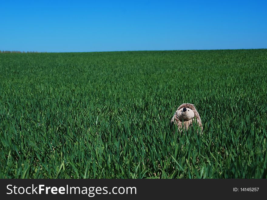 Children's toy in a young grass