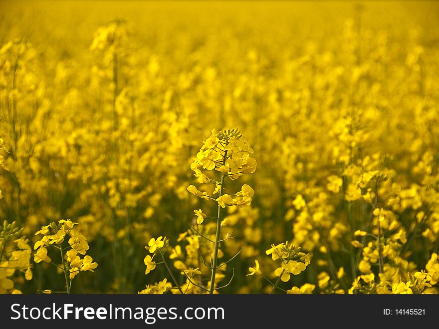 Close Look Of Yellow Rape Flower And Field