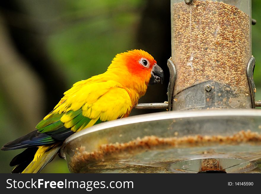 A Colourful Parrots