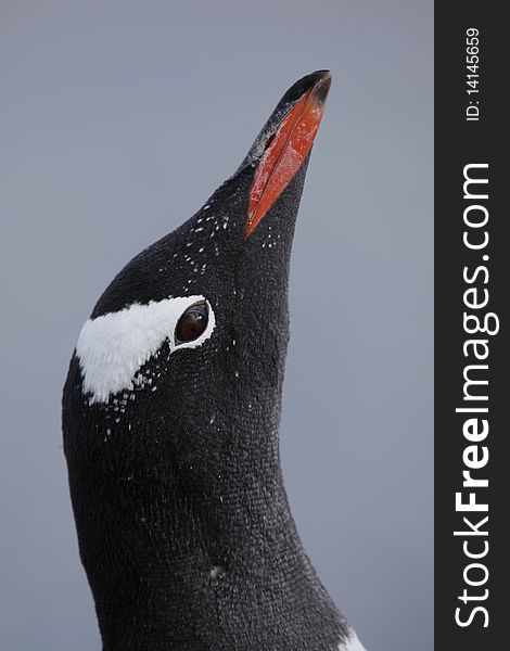 Gentoo penguin, Antarctic Peninsula, Antarctica. Gentoo penguin, Antarctic Peninsula, Antarctica