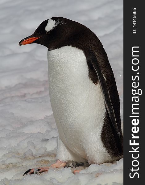 Gentoo penguin walking down snowy slope, Antarctic Peninsula, Antarctica. Gentoo penguin walking down snowy slope, Antarctic Peninsula, Antarctica