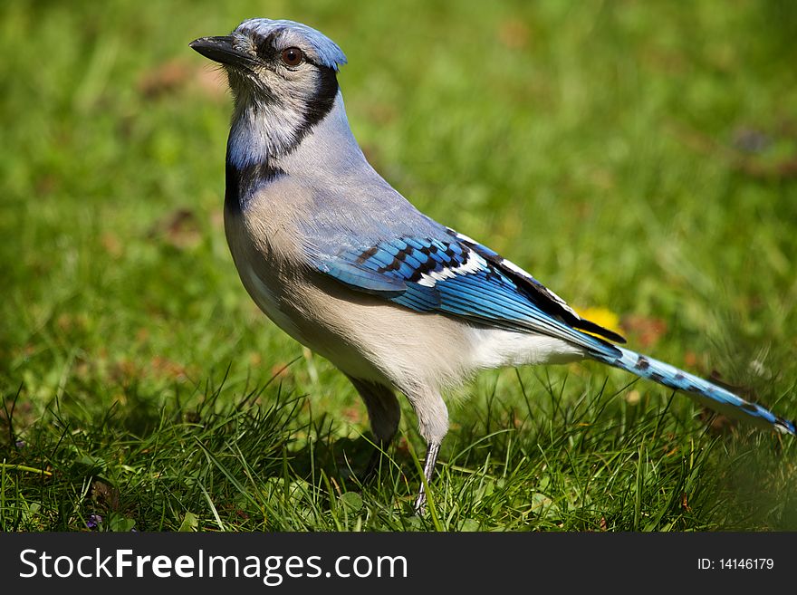 A Bluejay is on the ground.