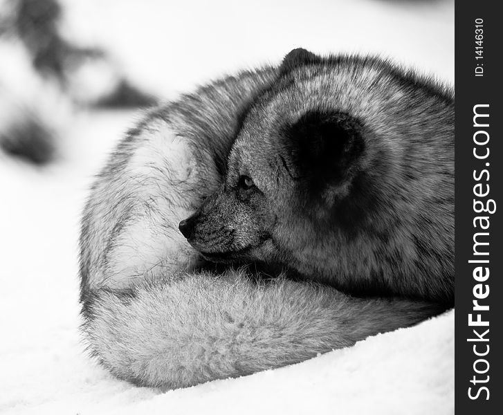 An Arctic fox cuddled up in winter