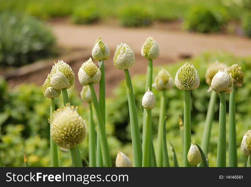 Ready to bloom onion flowers. Ready to bloom onion flowers.