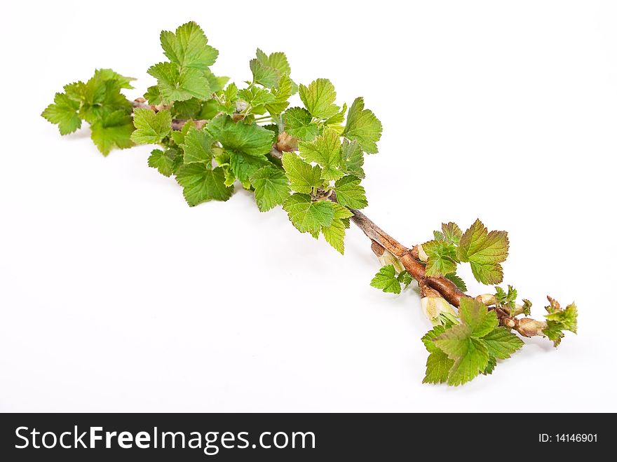 Young green sprout of currant on white