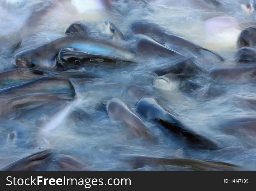 Fish swimming in the silk-like flowing river, motion blur. Fish swimming in the silk-like flowing river, motion blur