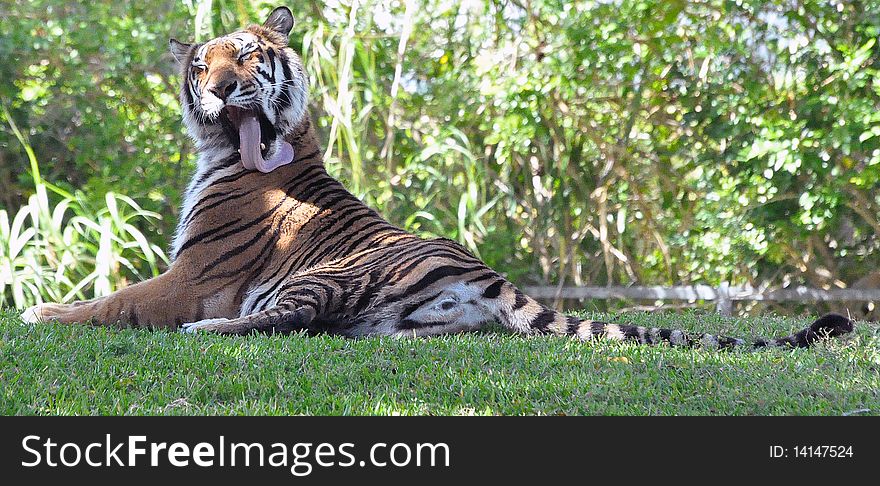 Photo of a Bengal tiger licking his coat. Photo of a Bengal tiger licking his coat