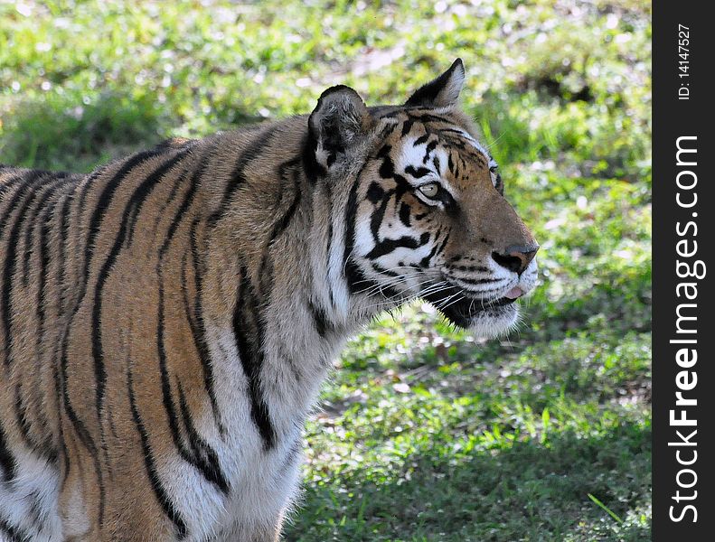 A bengal tiger waiting for his meal. A bengal tiger waiting for his meal