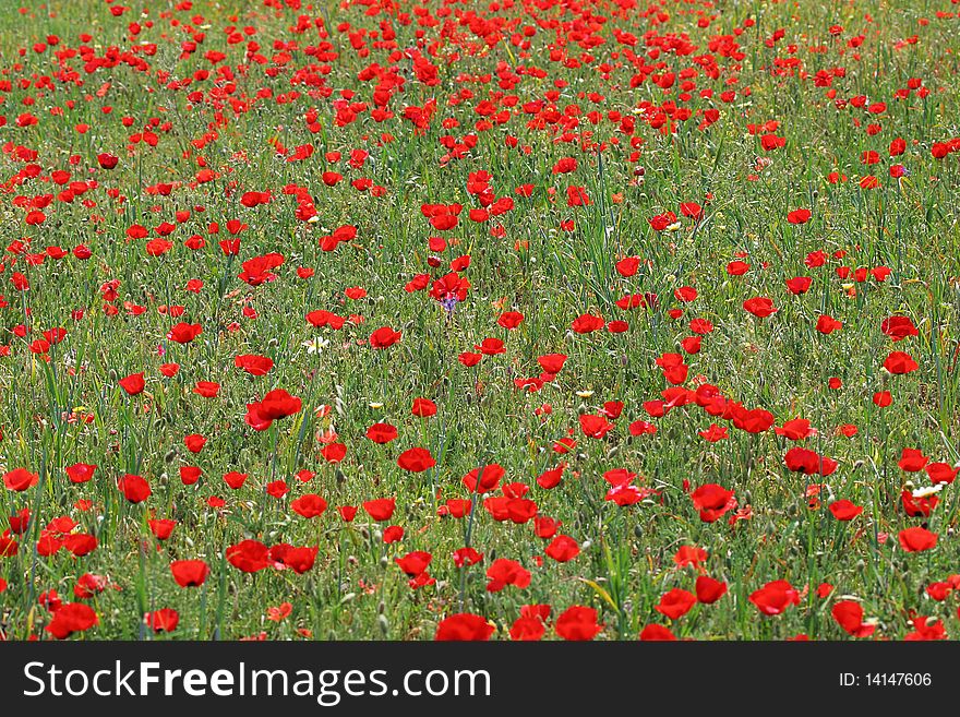 Field of wild poppies background. Field of wild poppies background