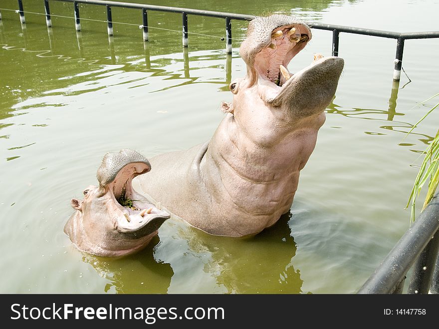 Two hippos in water,one big and one little,China zoo. Two hippos in water,one big and one little,China zoo