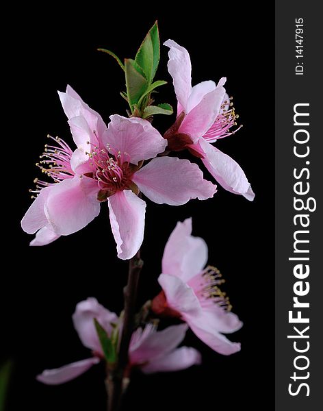 Peach Blossoms isolated on black