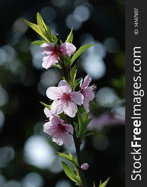 Peach Blossoms in spring time