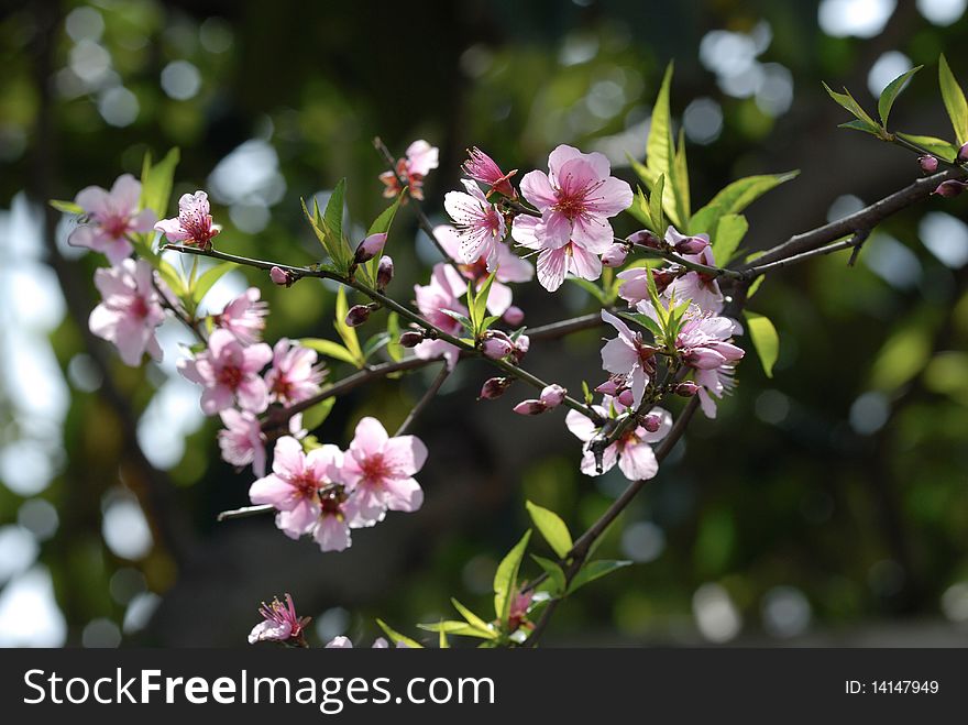 Peach Blossoms in spring time