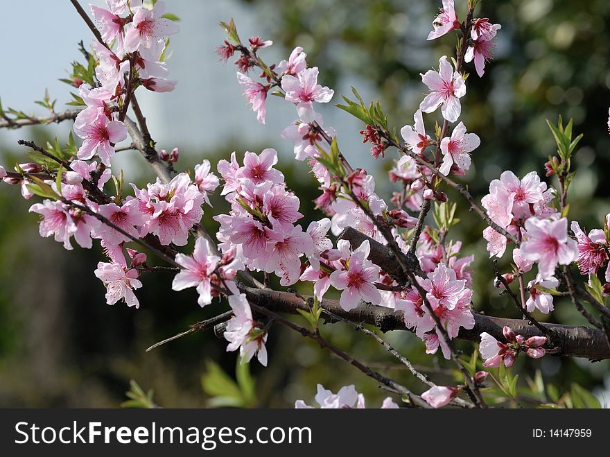 Peach Blossoms in spring time