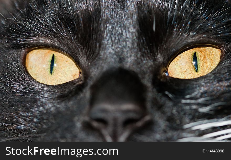 A black cat staring at something. A black cat staring at something