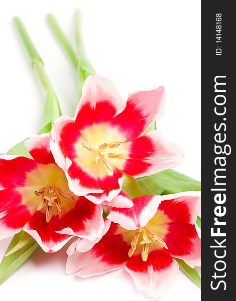 Three pink tulips isolated on a white background