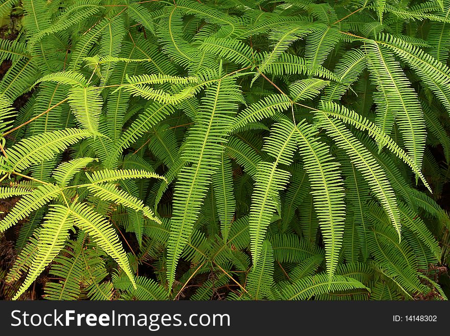 Ferns in Tropical Forest bottom line between Bangladesh Thailand