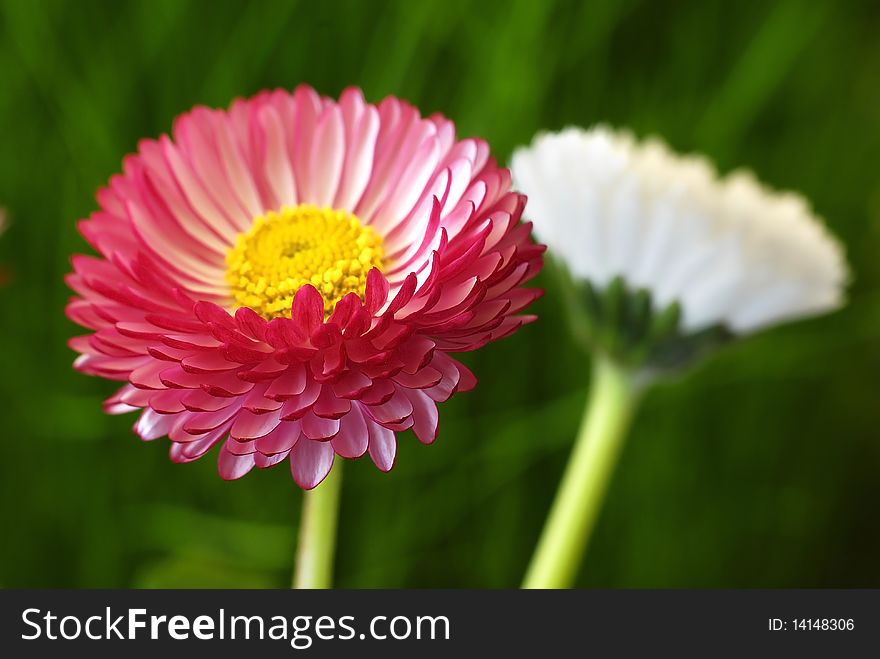 Full-blown red daisy in grass. Full-blown red daisy in grass