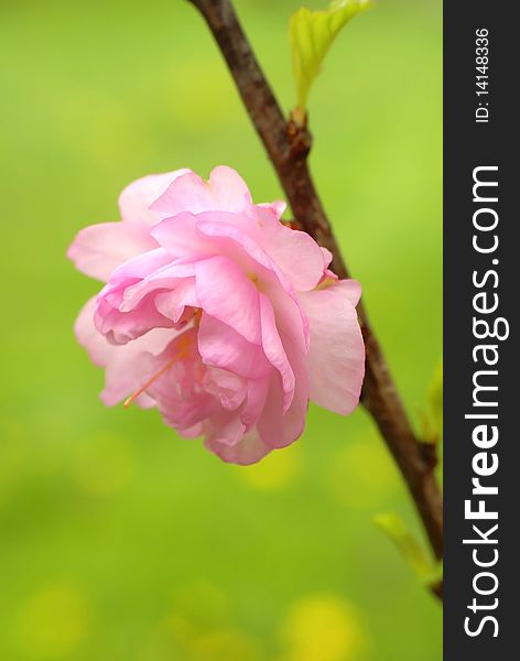 Full-blown pink flower on the twig
