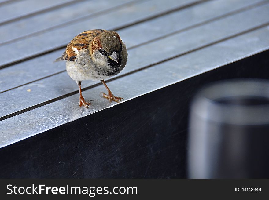 A picture of a curious sparrow sitting on a café table and looking down into the champagne flute