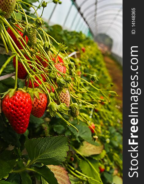 Fresh strawberry is waitng for you to pick it up and eat it by yourself in the farm, japan. Fresh strawberry is waitng for you to pick it up and eat it by yourself in the farm, japan.