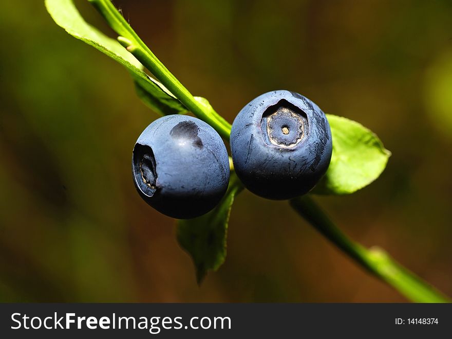 Two bilberries growing in the forest on the twig. Two bilberries growing in the forest on the twig