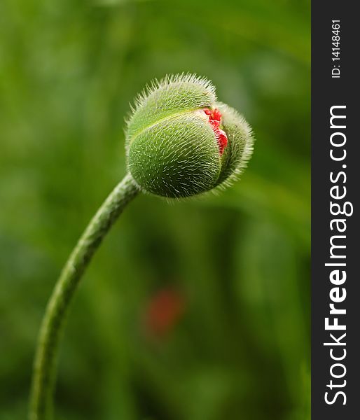 Blooming red poppy in grass. Blooming red poppy in grass