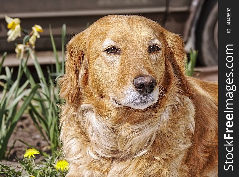 House Dog In Spring Flowers
