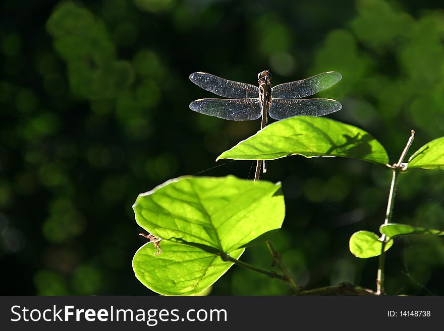 Transparent wings of back-lit dragonfly and bright green leaves