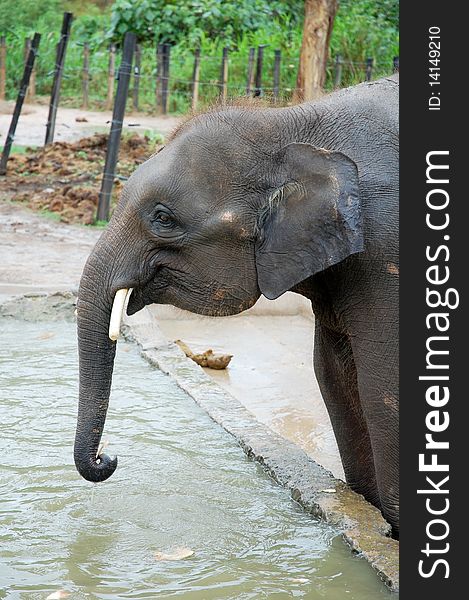 The black elephant at the wildlife park