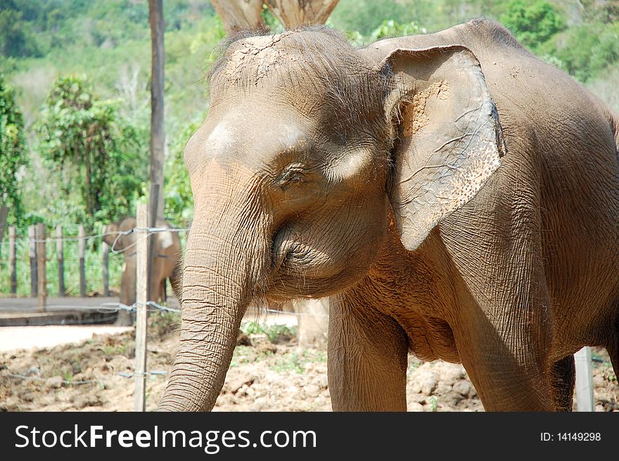 The big elephant at the park