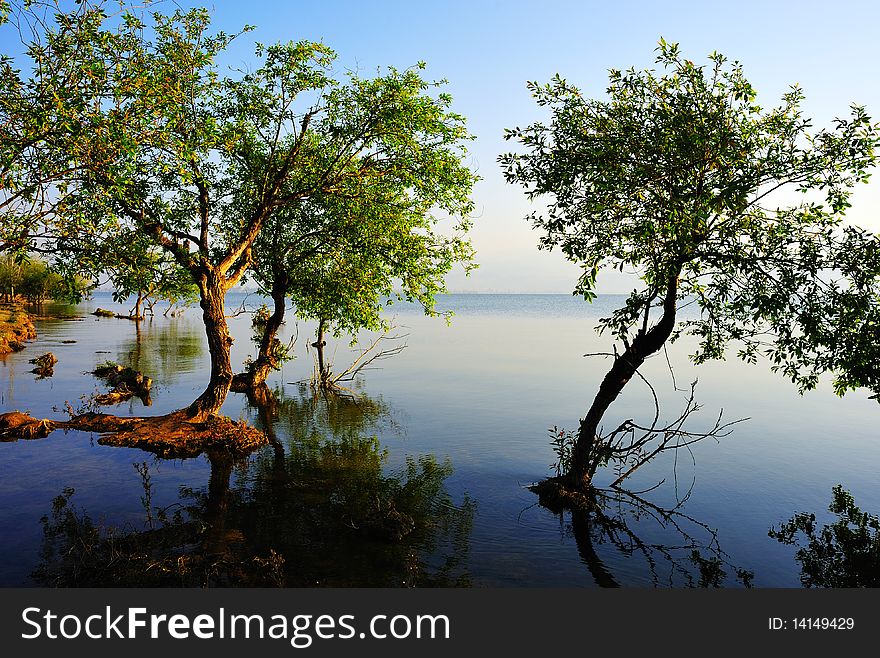 Tree In Water