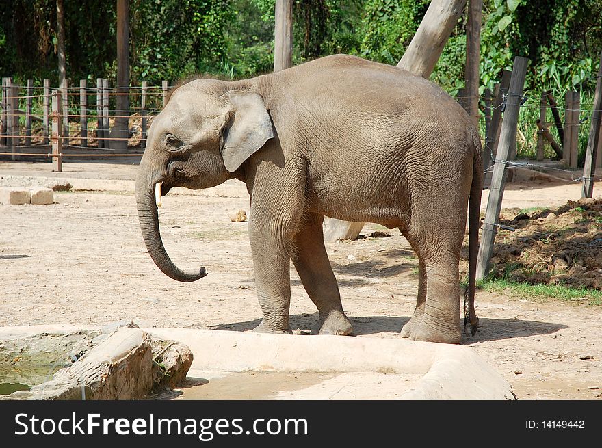 An elephant at the wildlife park