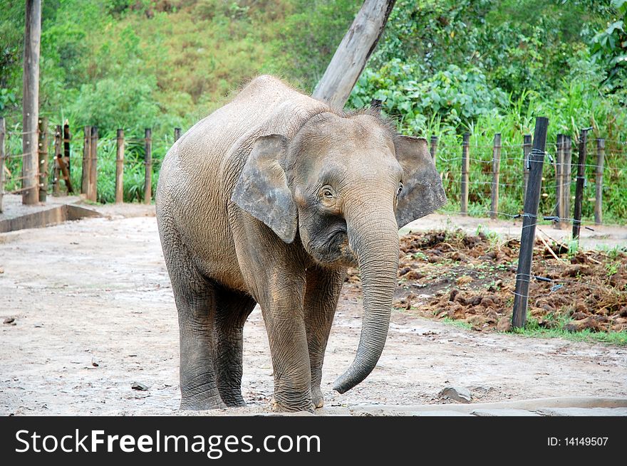 An elephant at the wildlife park